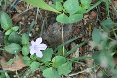 Dipteracanthus patulus